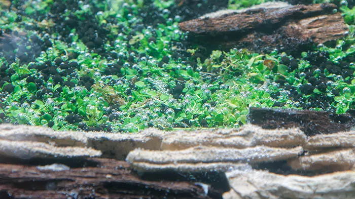 Aquascaping steps Color layers of the earth IAPLC 2024 - Kazuma Takeuchi / Japan