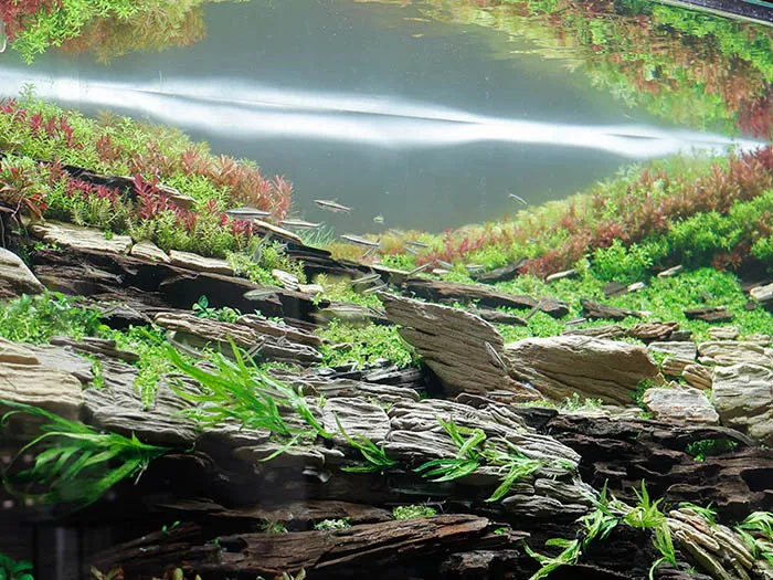 Aquascaping steps Color layers of the earth IAPLC 2024 - Kazuma Takeuchi / Japan
