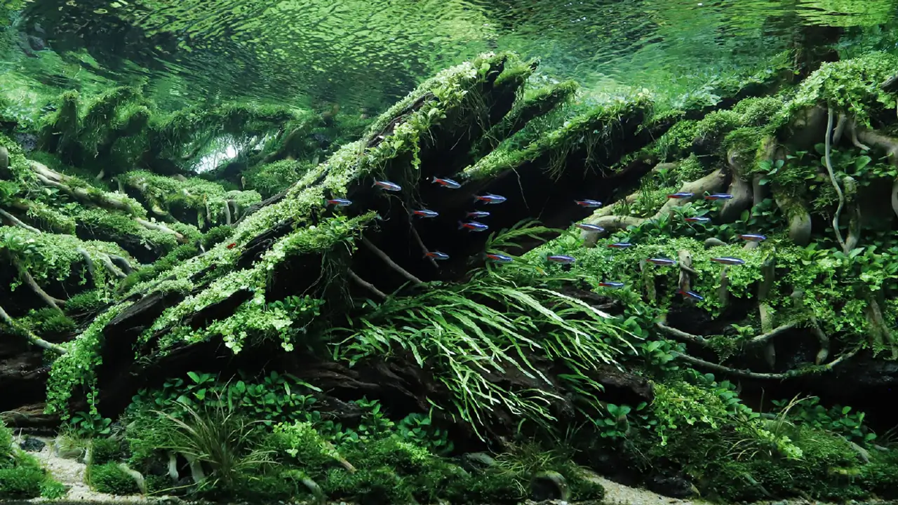 Top 300 Vietnam Aquascaping Team at the IAPLC 2024 Aquascaping World Championship