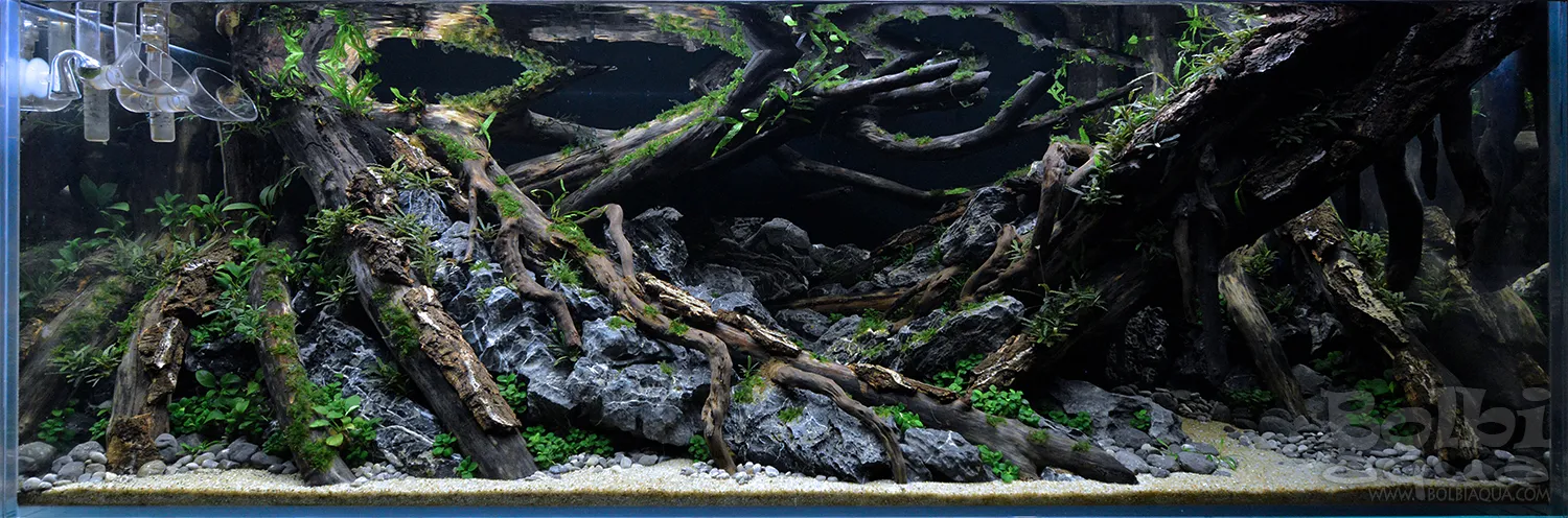 Aquascaping steps - Dark - IAPLC 2025 Fine Works - Antonio Nikolic / Croatia