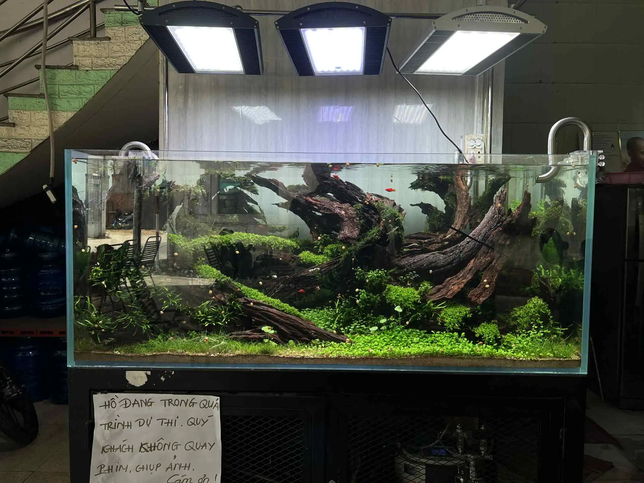 Aquascaping steps - Forest Spirit - IAPLC 2025 Fine Works - Vo Truong Nghia / Vietnam