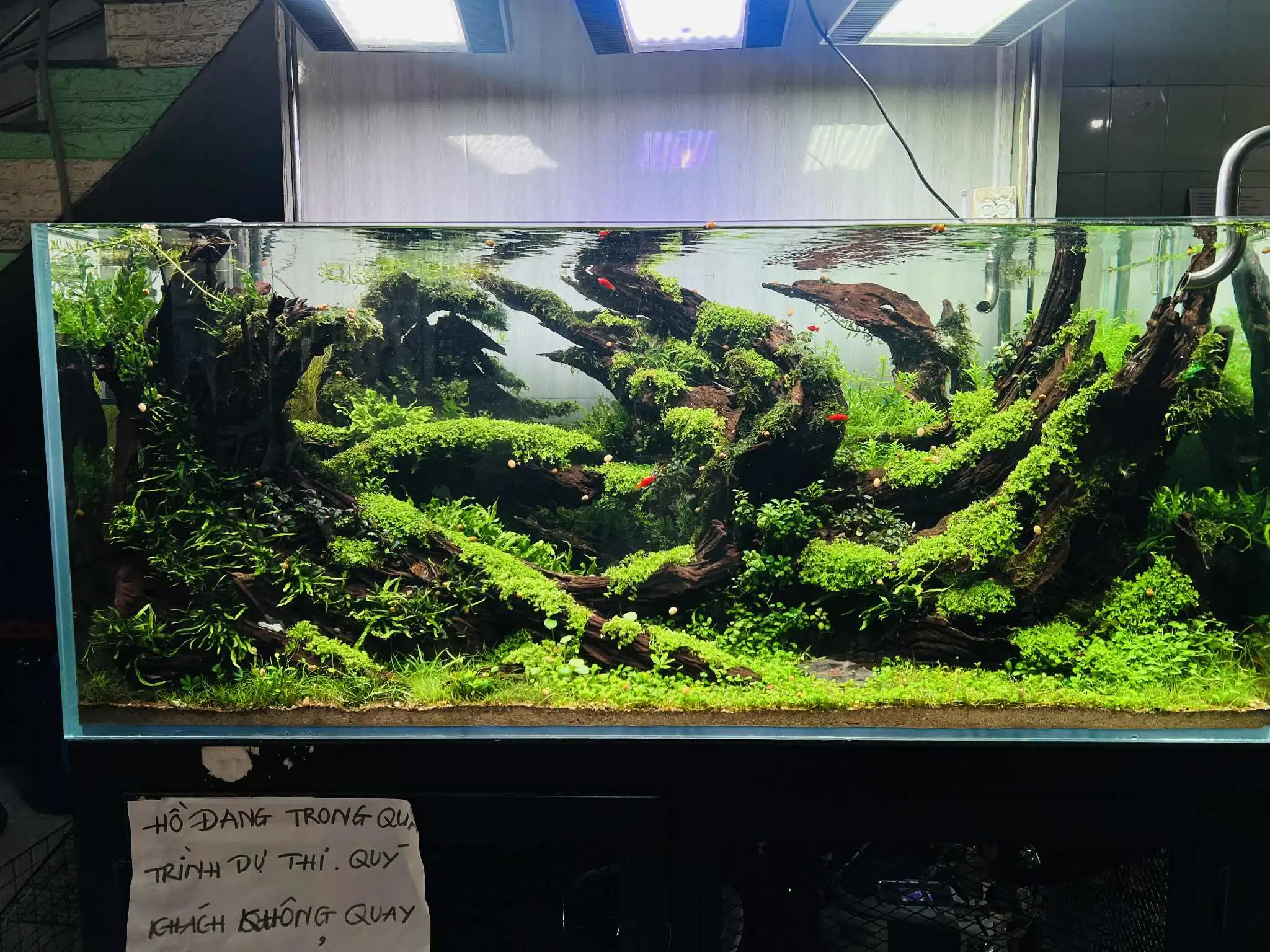 Aquascaping steps - Forest Spirit - IAPLC 2025 Fine Works - Vo Truong Nghia / Vietnam
