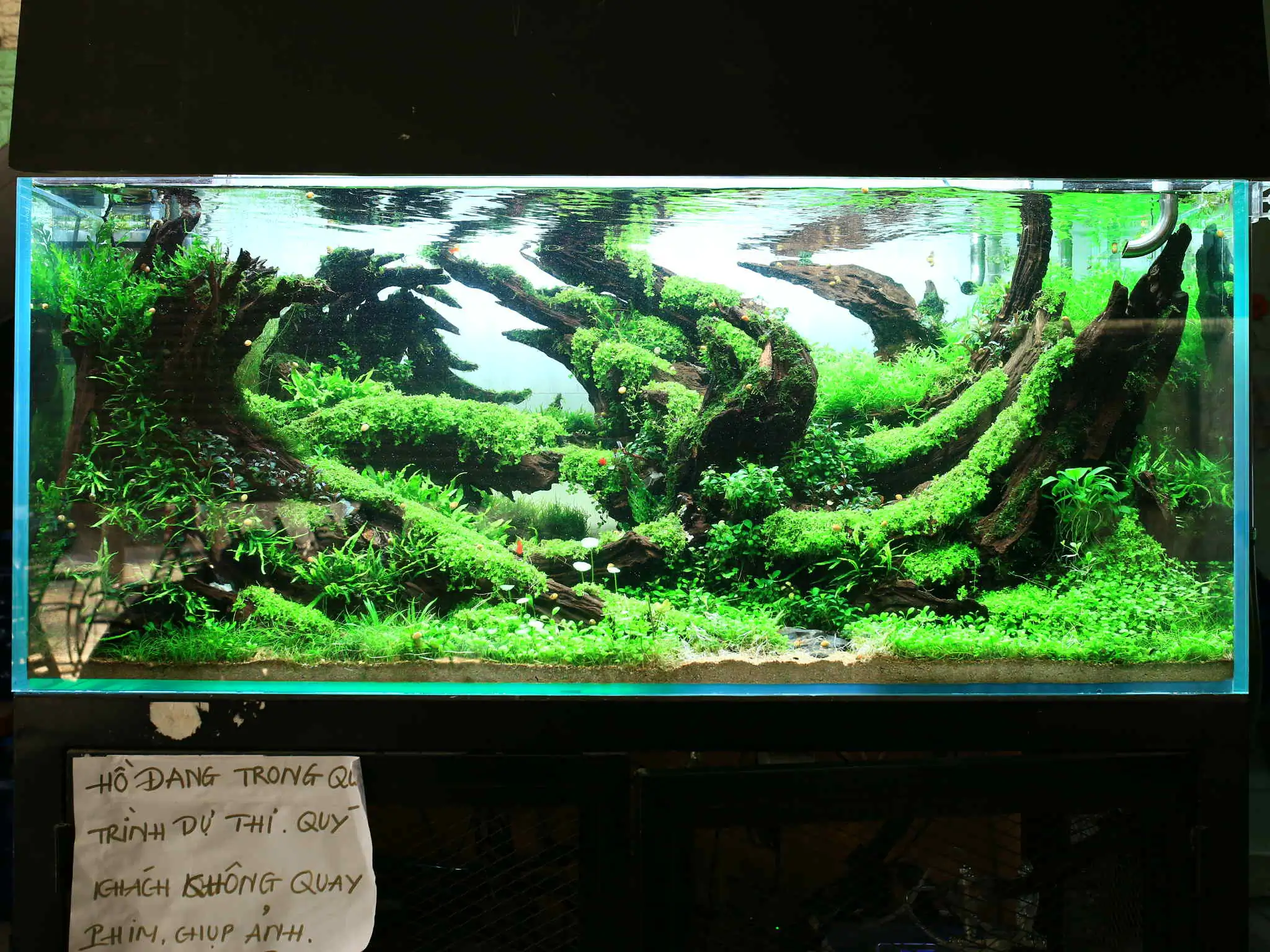 Aquascaping steps - Forest Spirit - IAPLC 2025 Fine Works - Vo Truong Nghia / Vietnam
