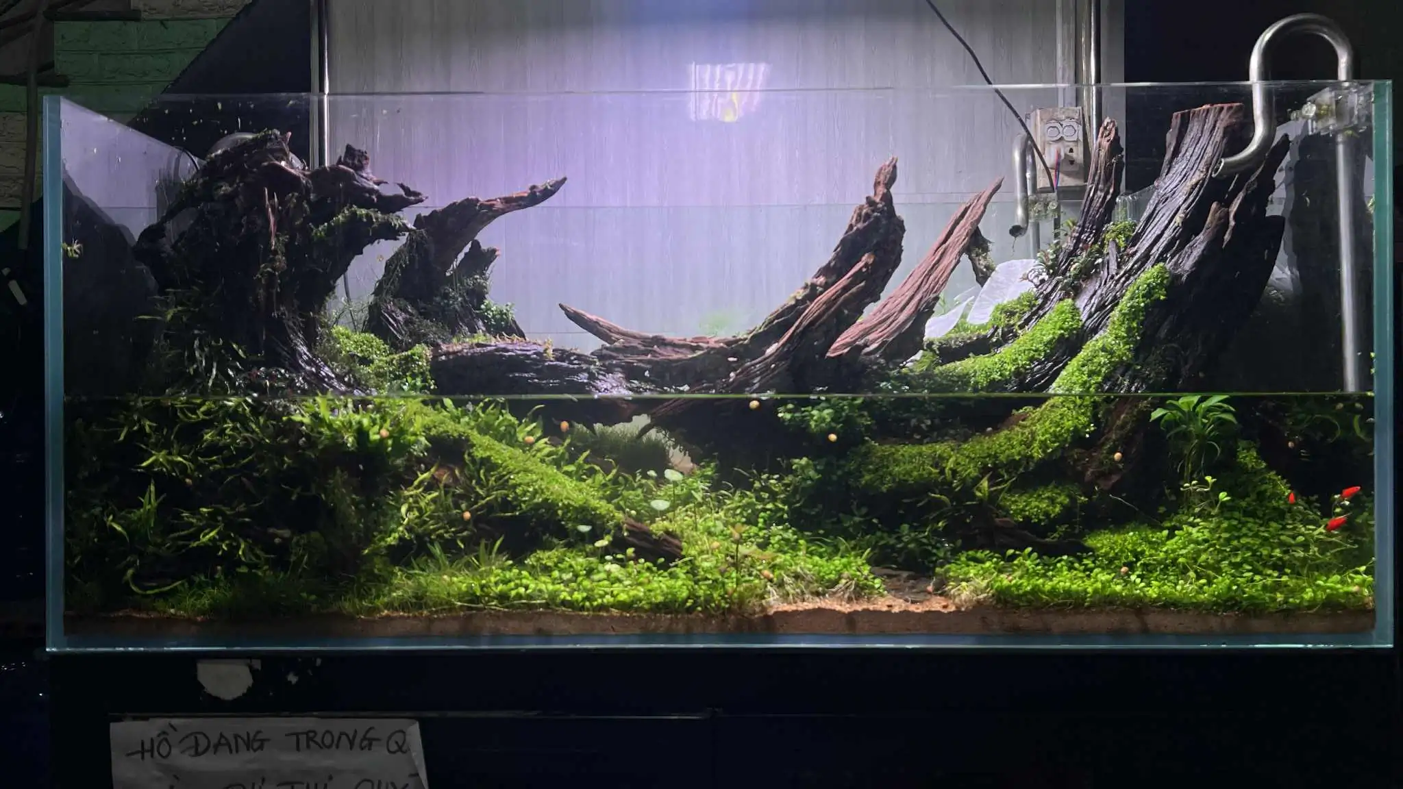 Aquascaping steps - Forest Spirit - IAPLC 2025 Fine Works - Vo Truong Nghia / Vietnam