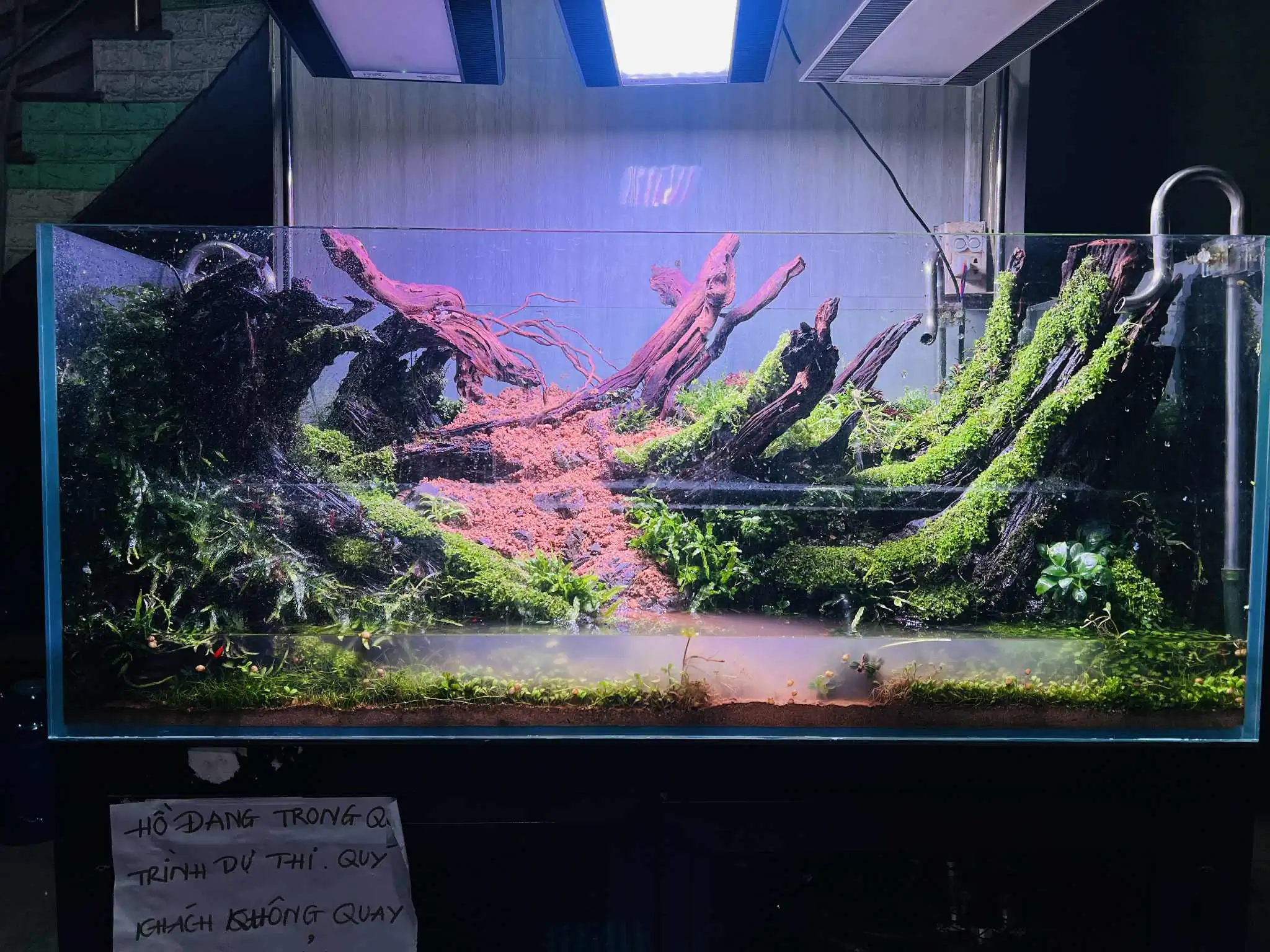 Aquascaping steps - Forest Spirit - IAPLC 2025 Fine Works - Vo Truong Nghia / Vietnam