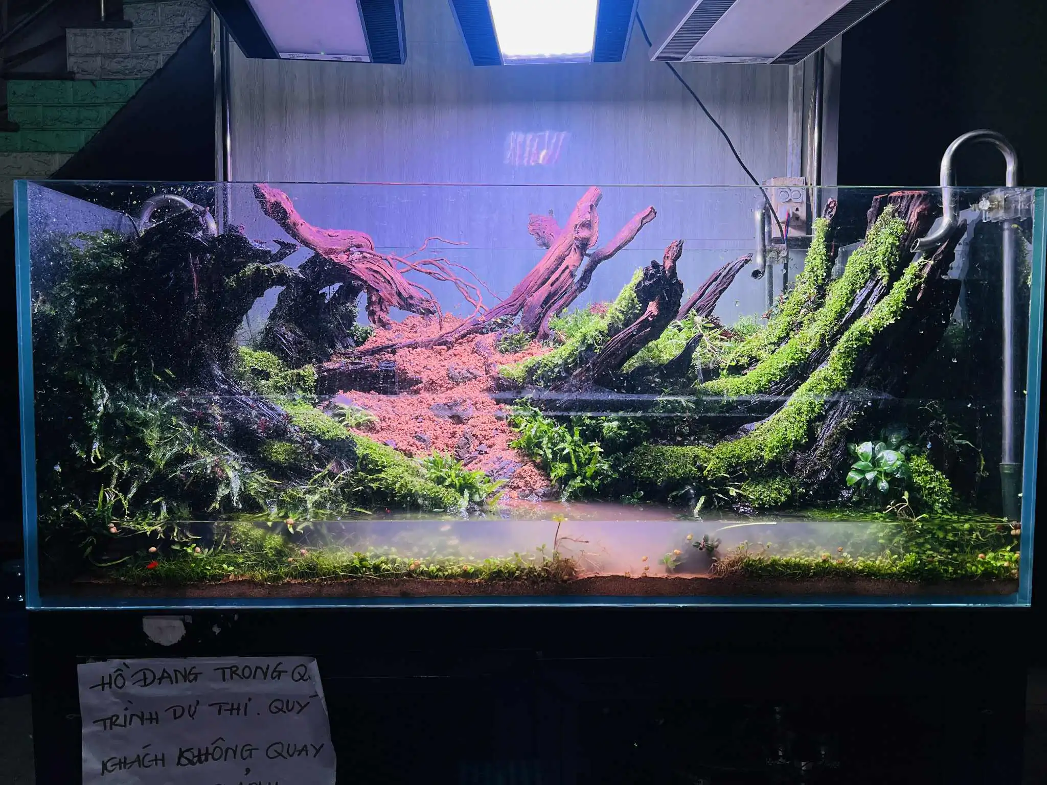 Aquascaping steps - Forest Spirit - IAPLC 2025 Fine Works - Vo Truong Nghia / Vietnam