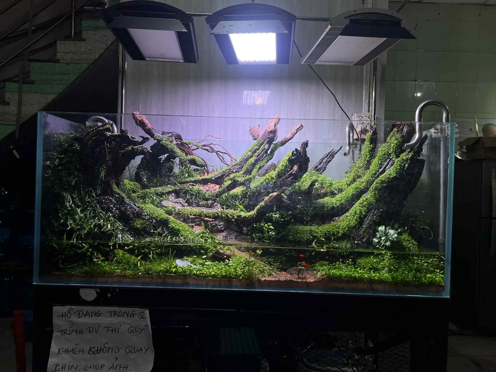 Aquascaping steps - Forest Spirit - IAPLC 2025 Fine Works - Vo Truong Nghia / Vietnam