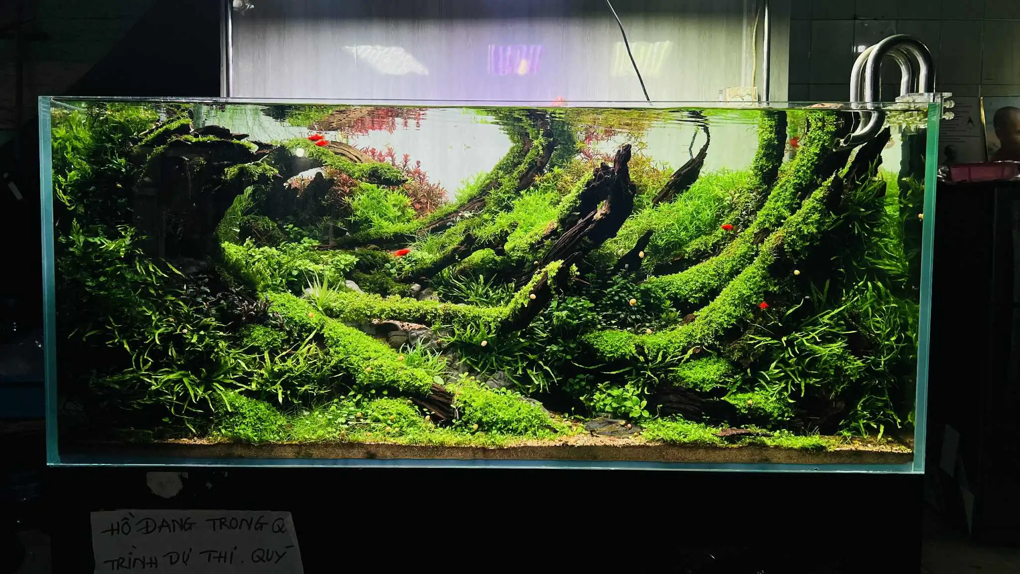 Aquascaping steps - Forest Spirit - IAPLC 2025 Fine Works - Vo Truong Nghia / Vietnam