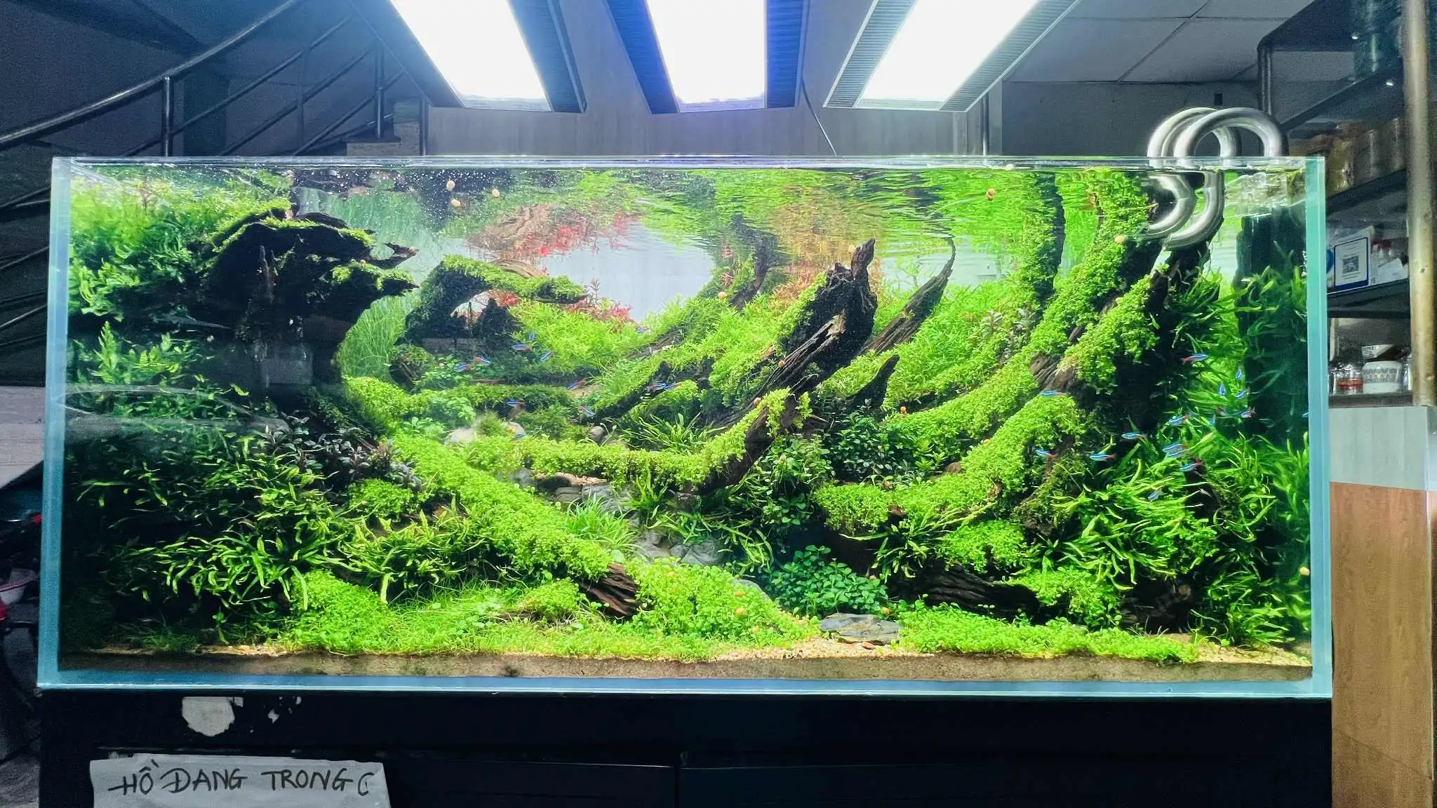 Aquascaping steps - Forest Spirit - IAPLC 2025 Fine Works - Vo Truong Nghia / Vietnam