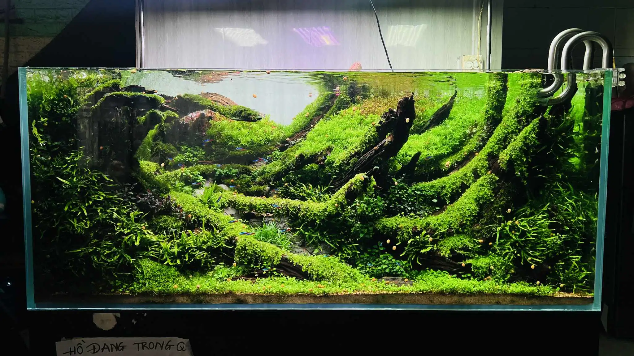 Aquascaping steps - Forest Spirit - IAPLC 2025 Fine Works - Vo Truong Nghia / Vietnam