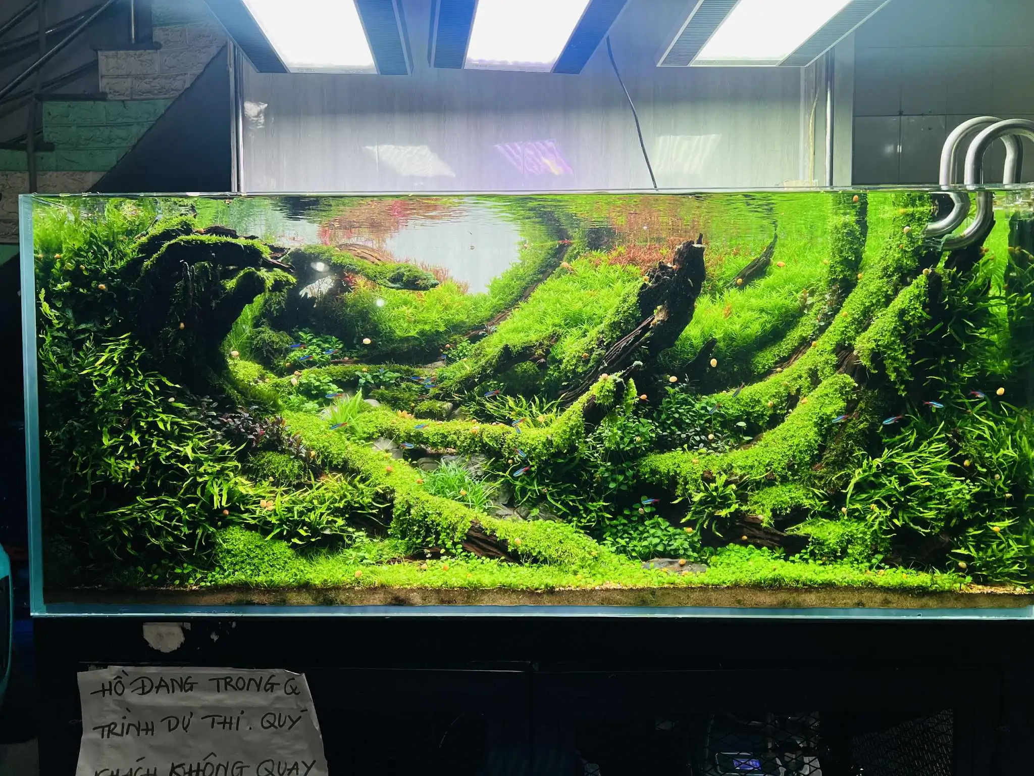Aquascaping steps - Forest Spirit - IAPLC 2025 Fine Works - Vo Truong Nghia / Vietnam