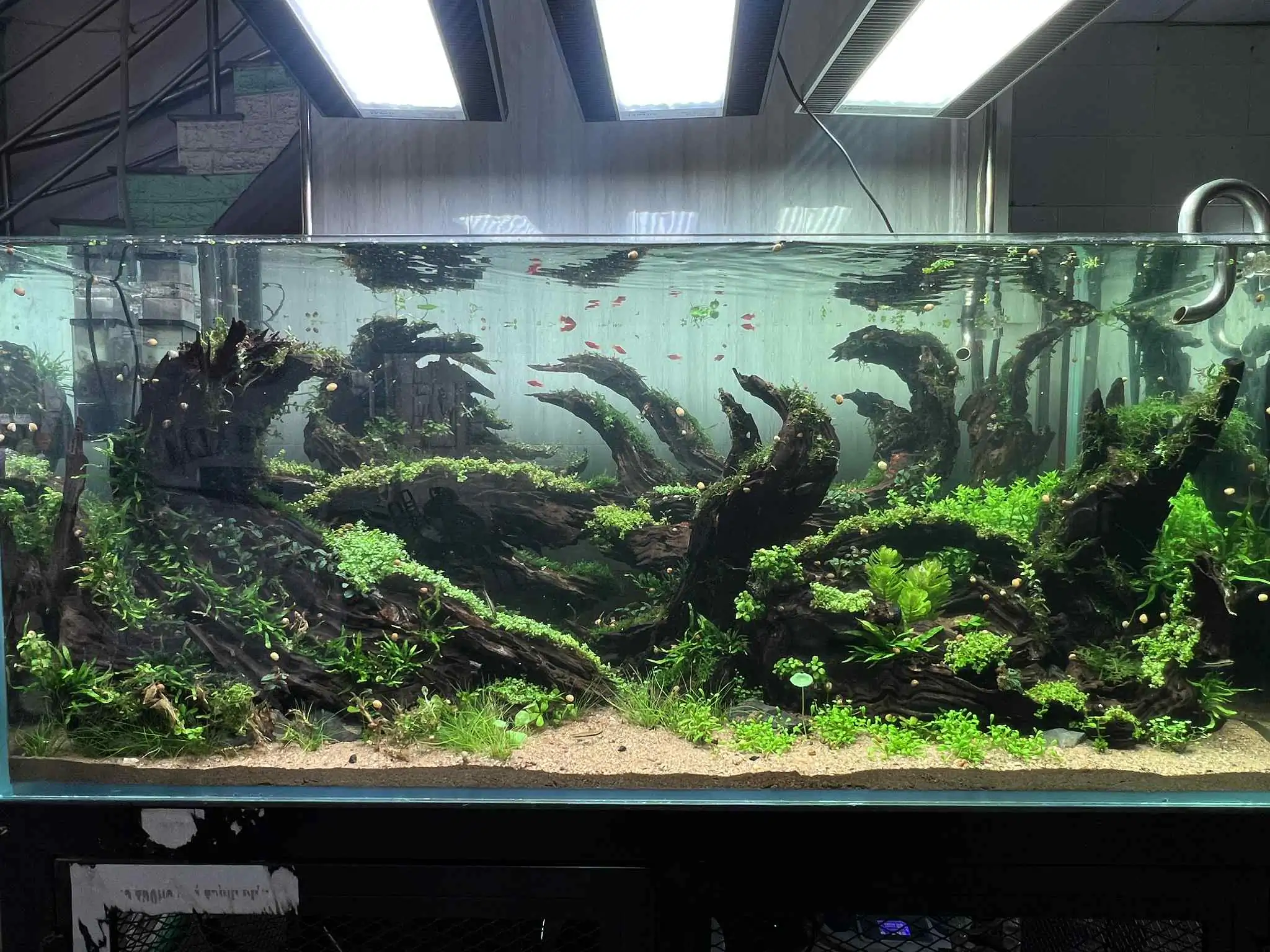 Aquascaping steps - Forest Spirit - IAPLC 2025 Fine Works - Vo Truong Nghia / Vietnam