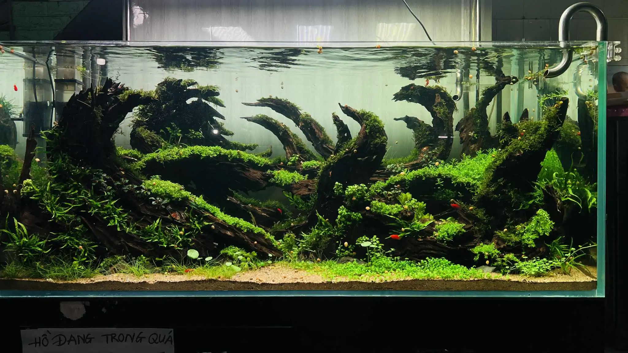 Aquascaping steps - Forest Spirit - IAPLC 2025 Fine Works - Vo Truong Nghia / Vietnam