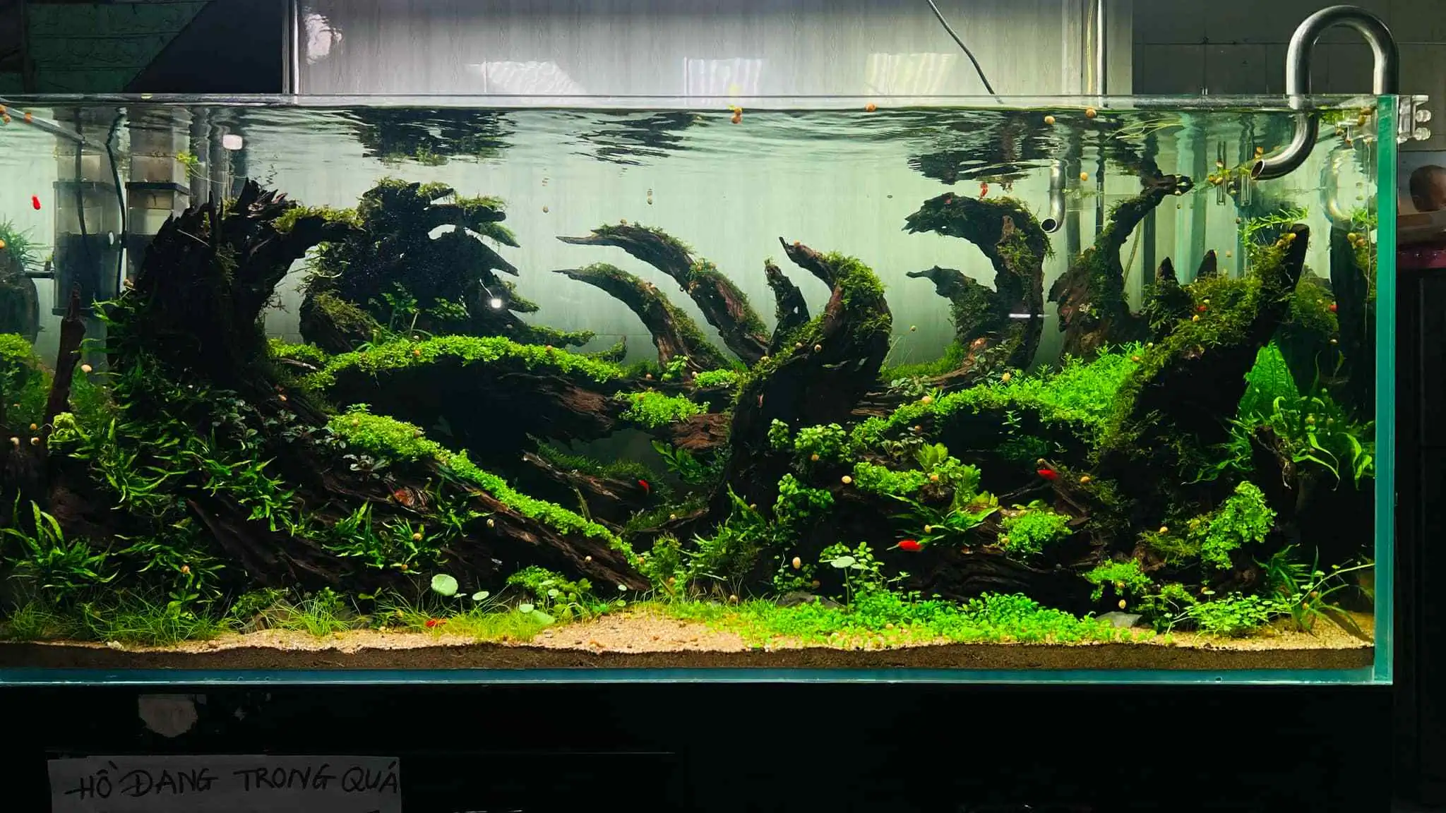 Aquascaping steps - Forest Spirit - IAPLC 2025 Fine Works - Vo Truong Nghia / Vietnam