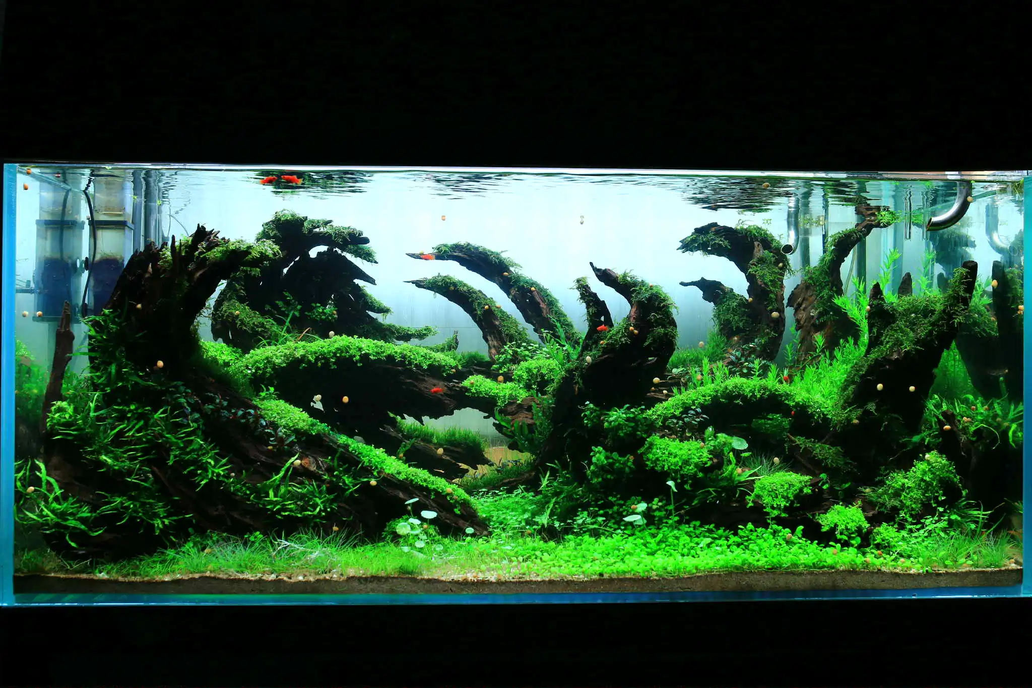 Aquascaping steps - Forest Spirit - IAPLC 2025 Fine Works - Vo Truong Nghia / Vietnam