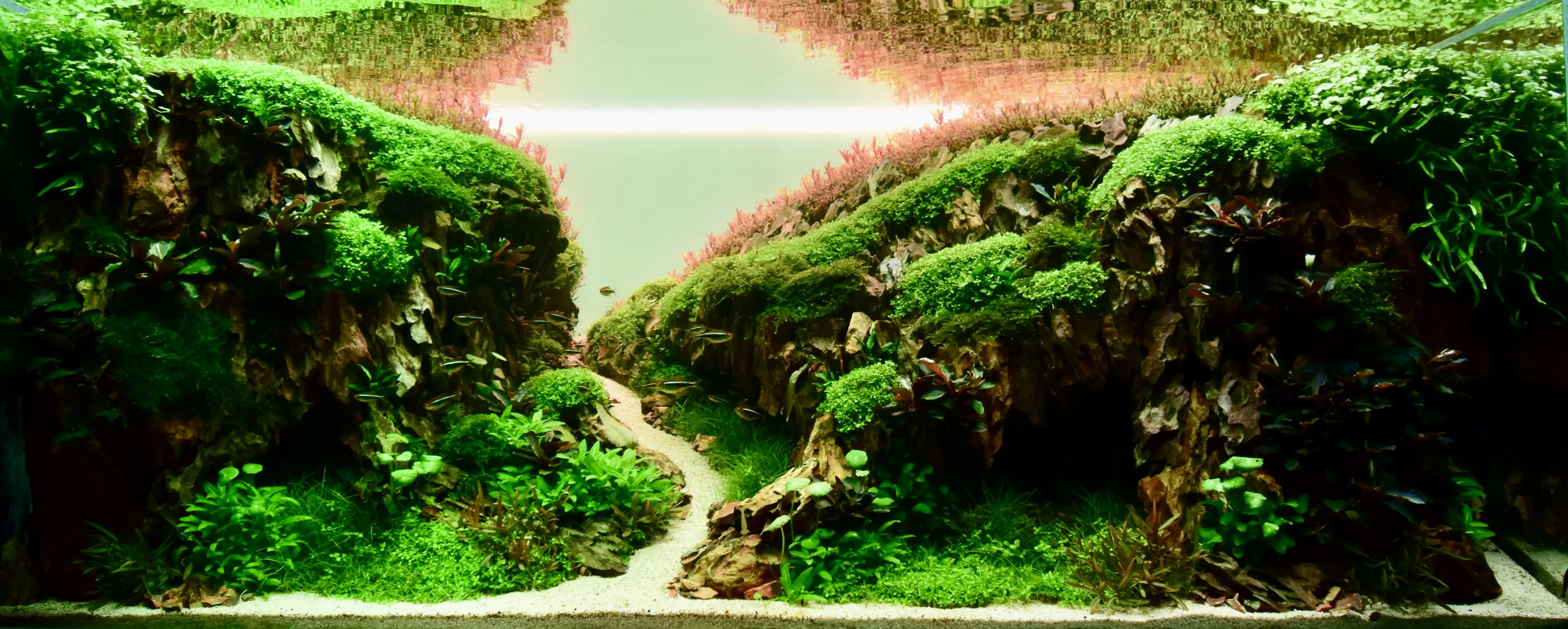 Aquascaping steps - Hidden aquatic realms - IAPLC 2025 Fine Works - Benjamin Stofferus / Belgium