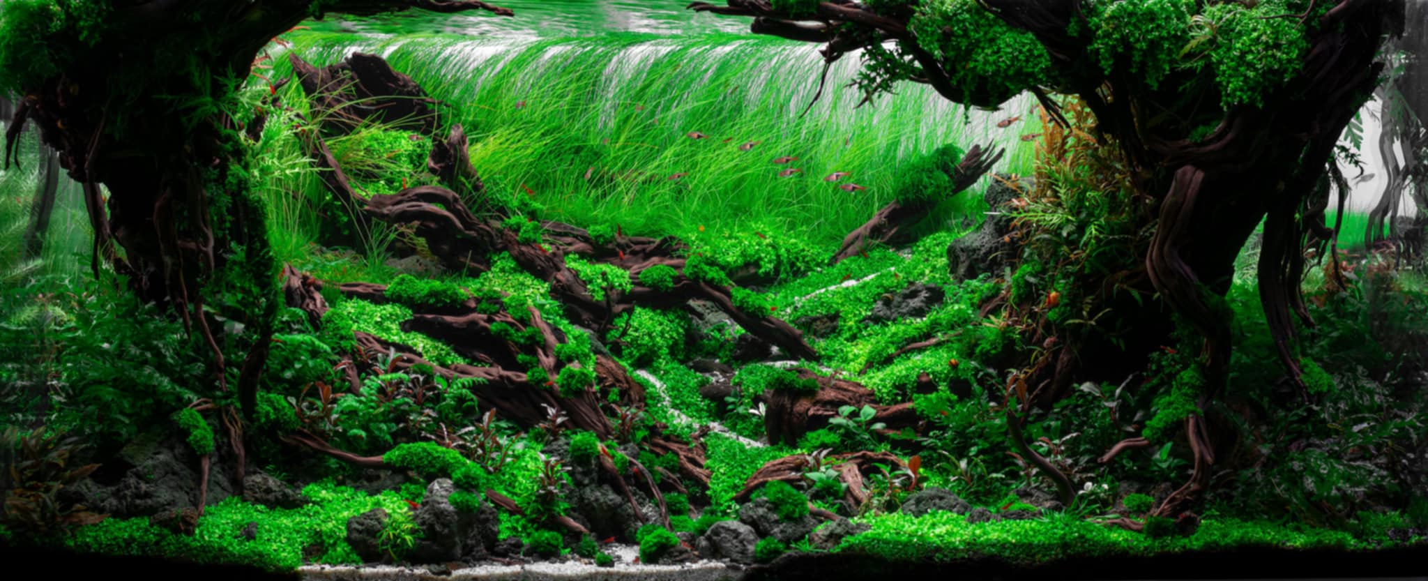 Aquascaping steps - Longevity - IAPLC 2025 Fine Works - Kawin Arponiam / Thailand