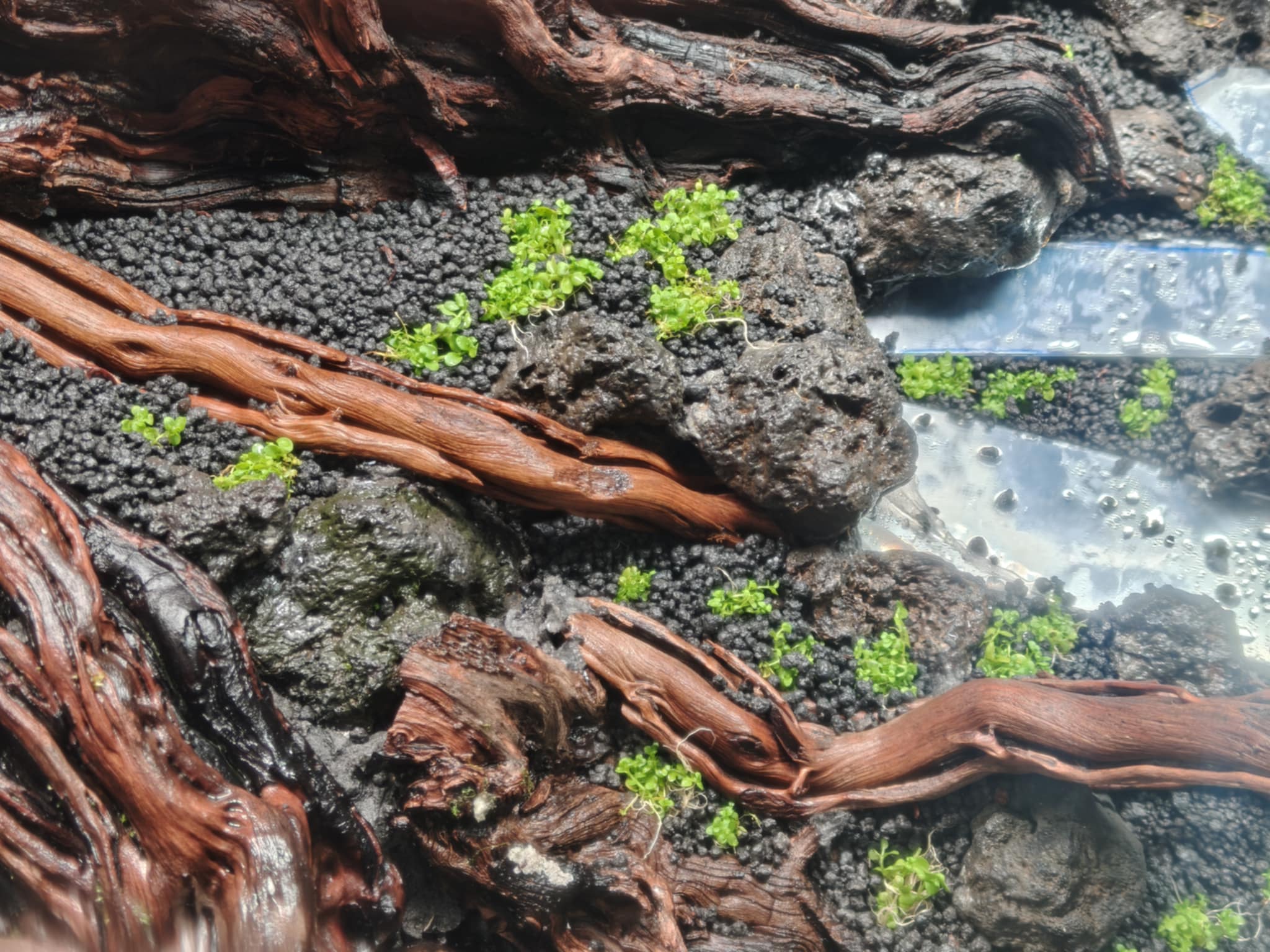 Aquascaping steps - Longevity - IAPLC 2025 Fine Works - Kawin Arponiam / Thailand