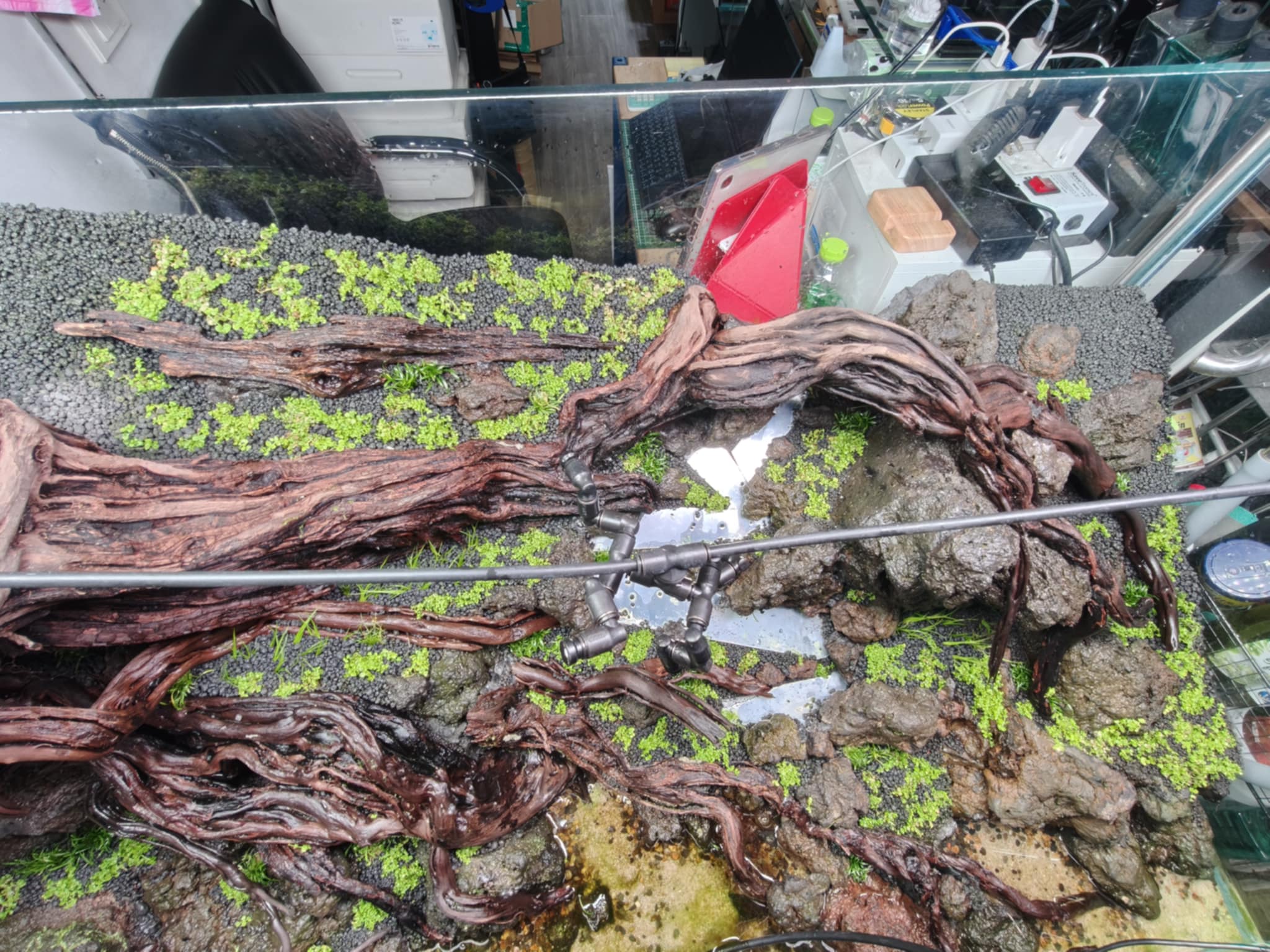 Aquascaping steps - Longevity - IAPLC 2025 Fine Works - Kawin Arponiam / Thailand