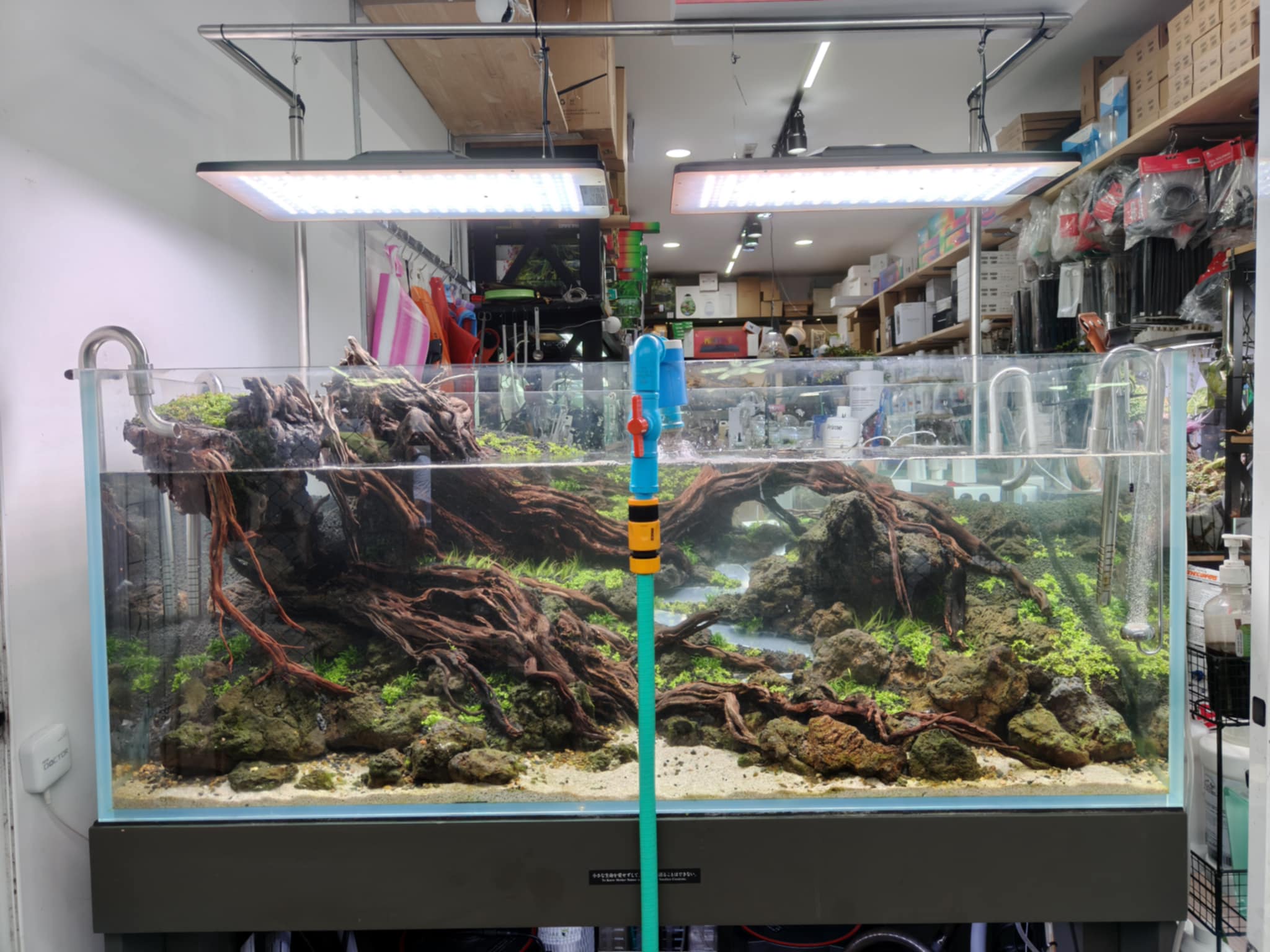 Aquascaping steps - Longevity - IAPLC 2025 Fine Works - Kawin Arponiam / Thailand