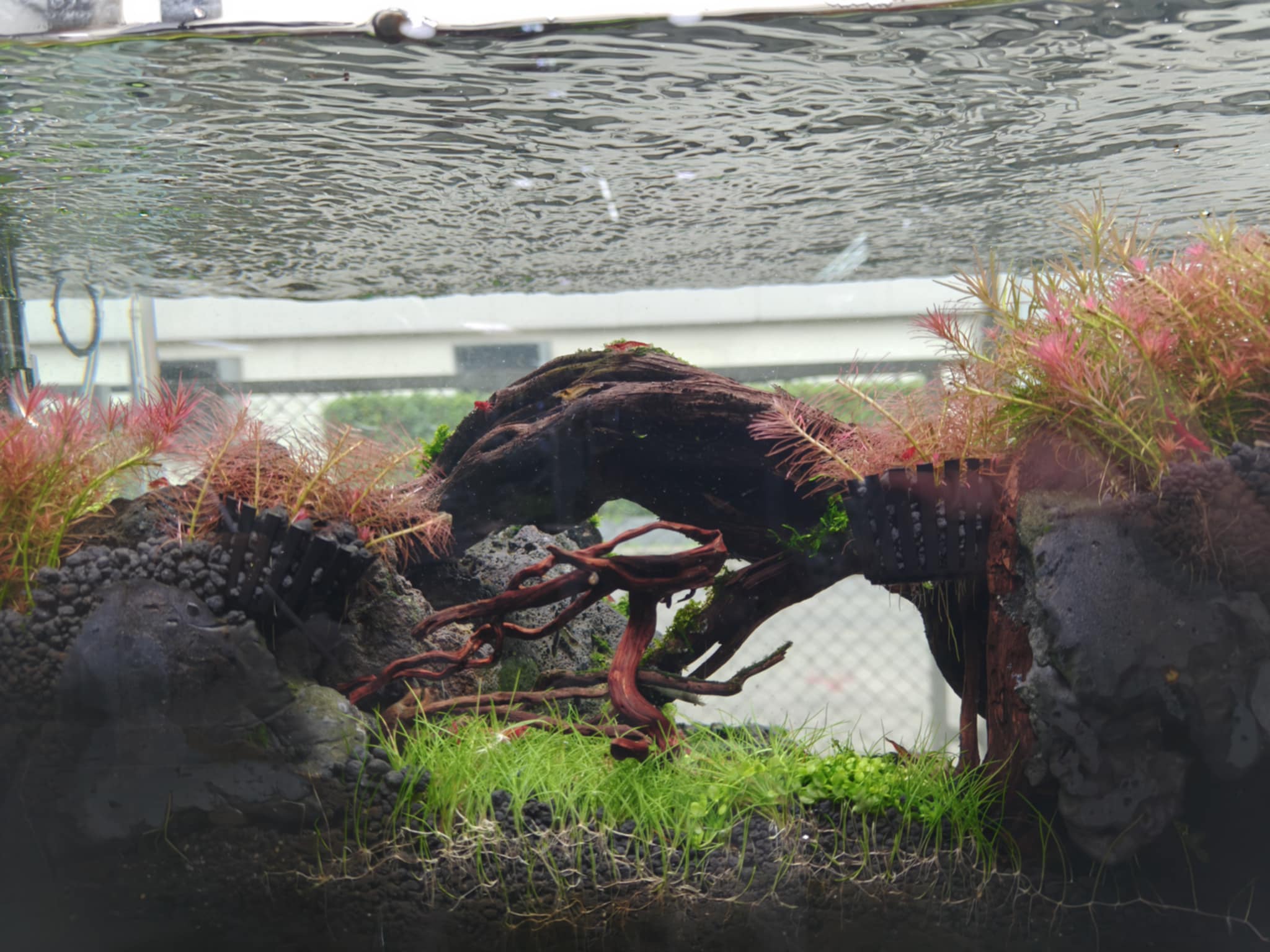 Aquascaping steps - Longevity - IAPLC 2025 Fine Works - Kawin Arponiam / Thailand