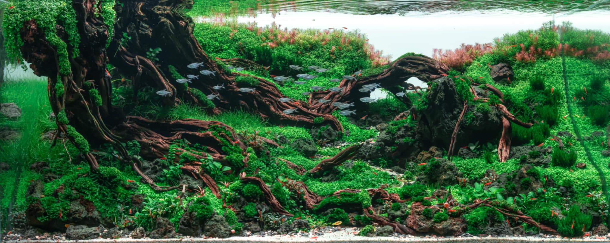 Aquascaping steps - Longevity - IAPLC 2025 Fine Works - Kawin Arponiam / Thailand