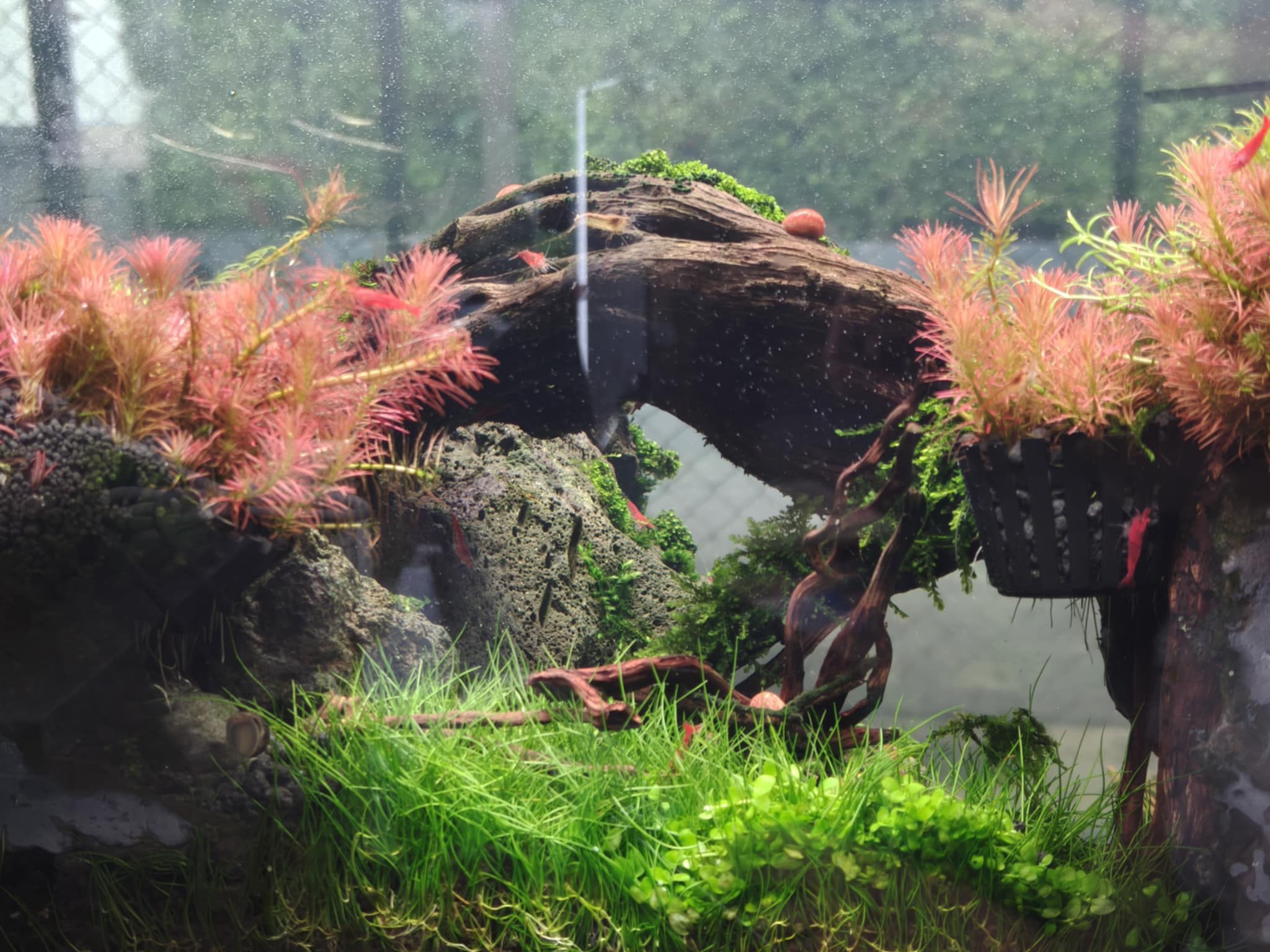 Aquascaping steps - Longevity - IAPLC 2025 Fine Works - Kawin Arponiam / Thailand