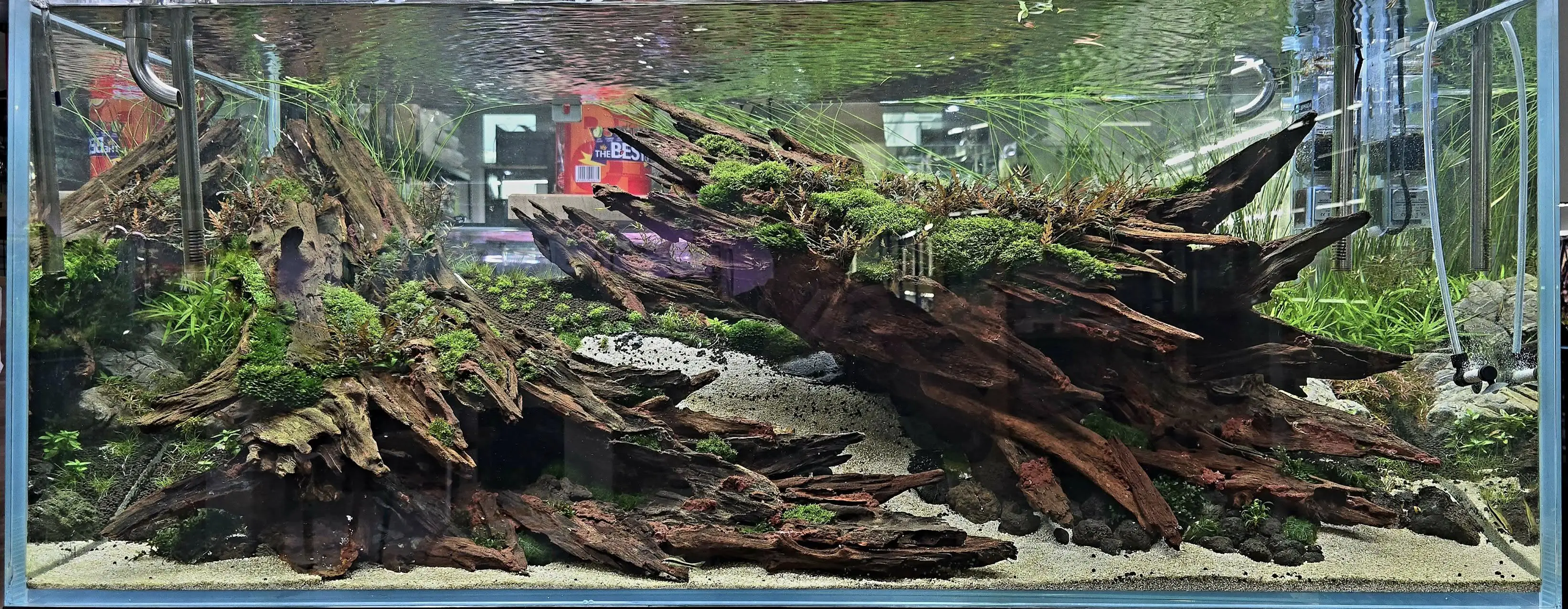 Aquascaping steps - Nebula - IAPLC 2025 Bronze Prize - Kiat Fuil Yap / Malaysia