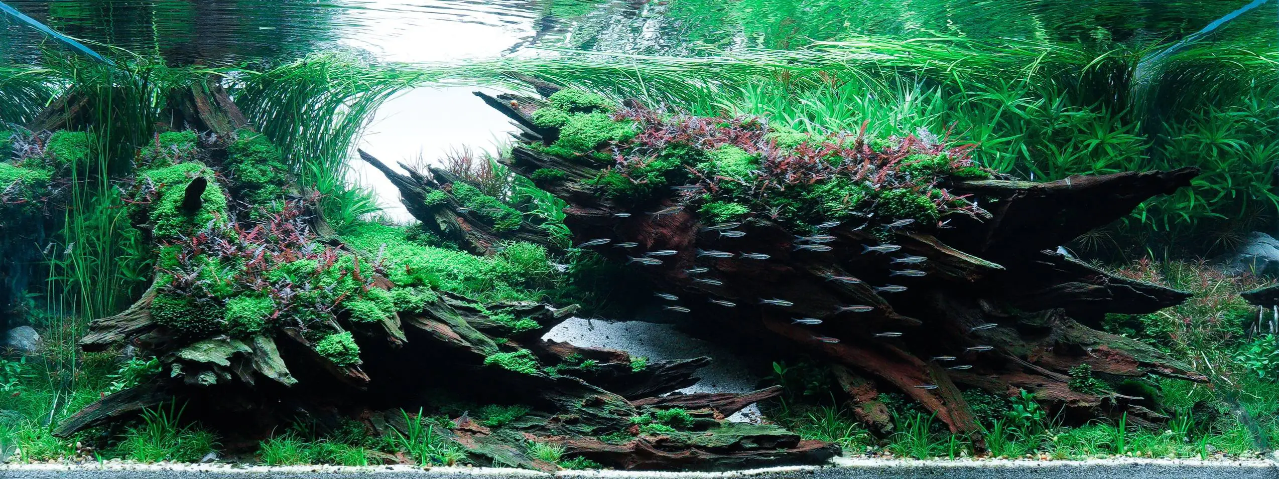 Aquascaping steps - Nebula - IAPLC 2025 Bronze Prize - Kiat Fuil Yap / Malaysia