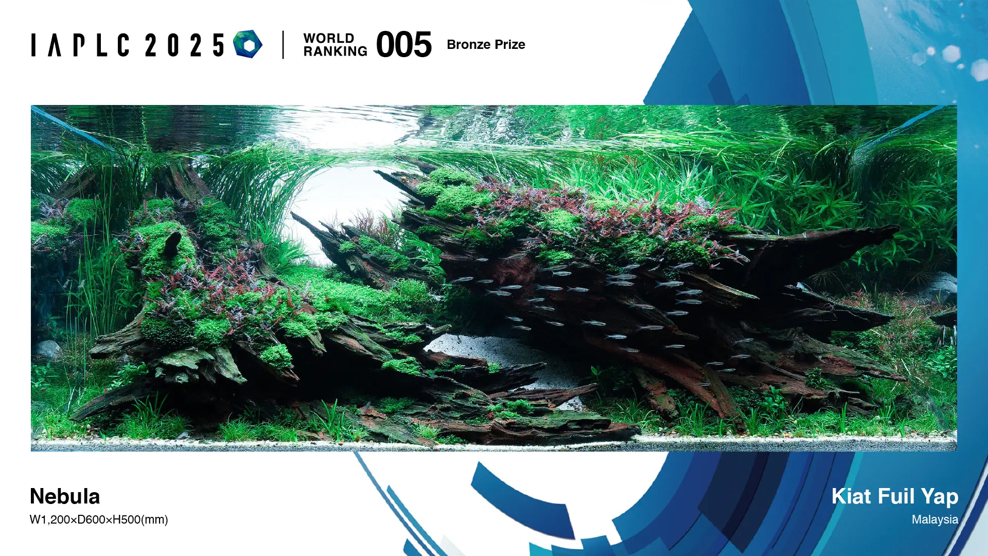 Aquascaping steps - Nebula - IAPLC 2025 Bronze Prize - Kiat Fuil Yap / Malaysia