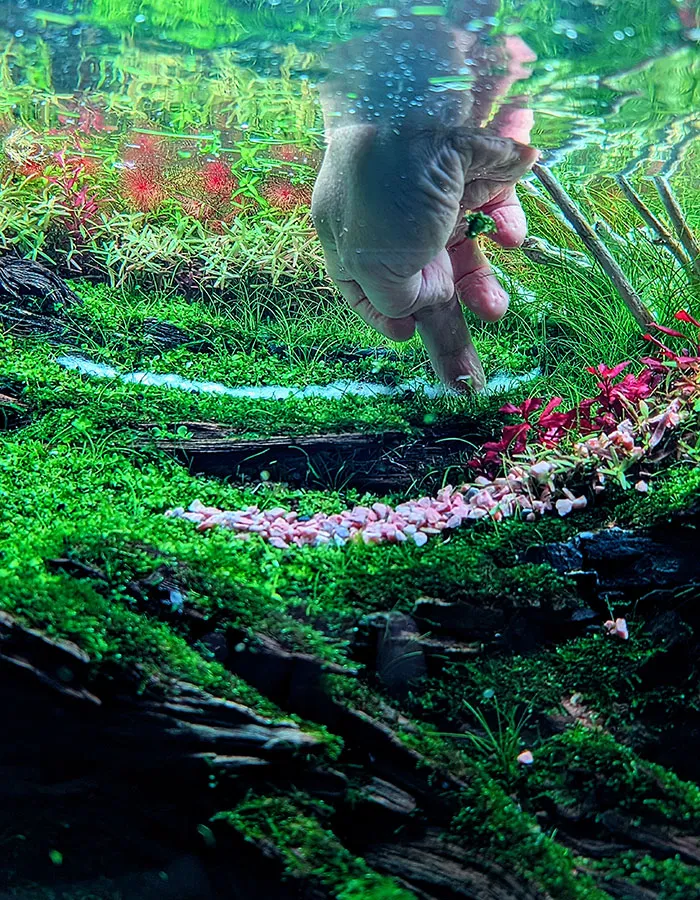 Aquascaping steps - PRIMAL BUST - IAPLC 2025 Silver Prize - Katsuki Tanaka / Japan Aquascaping steps - PRIMAL BUST - IAPLC 2025 Silver Prize - Katsuki Tanaka / Japan