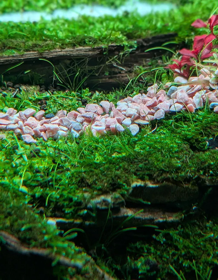 Aquascaping steps - PRIMAL BUST - IAPLC 2025 Silver Prize - Katsuki Tanaka / Japan Aquascaping steps - PRIMAL BUST - IAPLC 2025 Silver Prize - Katsuki Tanaka / Japan