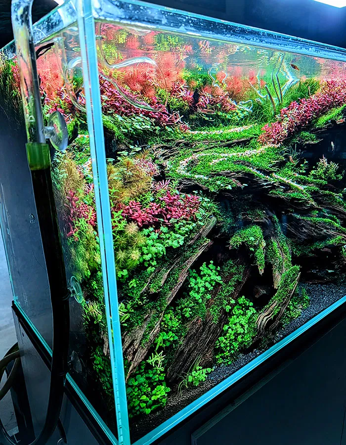 Aquascaping steps - PRIMAL BUST - IAPLC 2025 Silver Prize - Katsuki Tanaka / Japan Aquascaping steps - PRIMAL BUST - IAPLC 2025 Silver Prize - Katsuki Tanaka / Japan