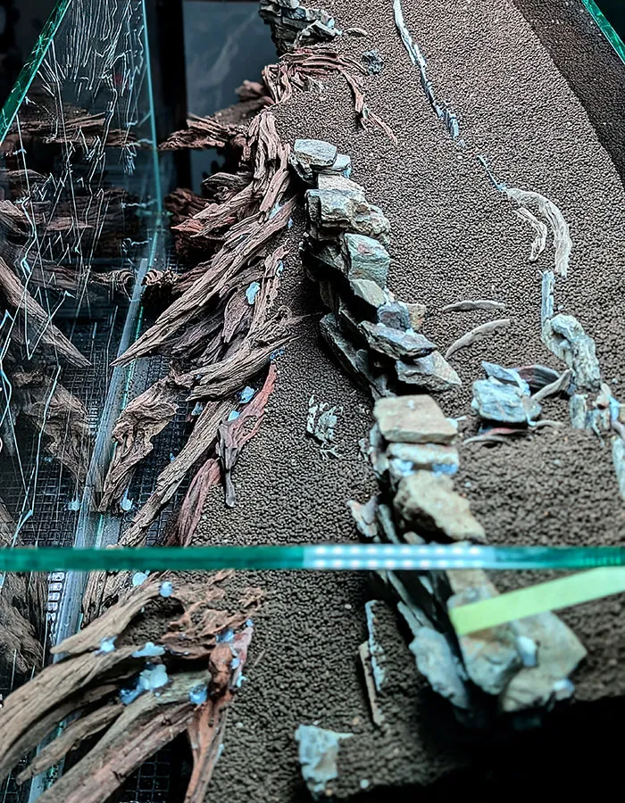 Aquascaping steps - PRIMAL BUST - IAPLC 2025 Silver Prize - Katsuki Tanaka / Japan Aquascaping steps - PRIMAL BUST - IAPLC 2025 Silver Prize - Katsuki Tanaka / Japan