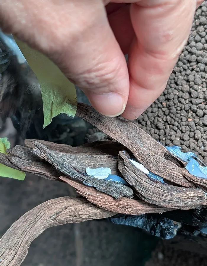 Aquascaping steps - PRIMAL BUST - IAPLC 2025 Silver Prize - Katsuki Tanaka / Japan Aquascaping steps - PRIMAL BUST - IAPLC 2025 Silver Prize - Katsuki Tanaka / Japan