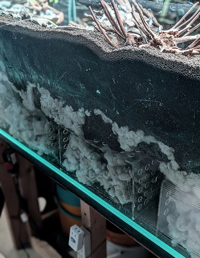 Aquascaping steps - PRIMAL BUST - IAPLC 2025 Silver Prize - Katsuki Tanaka / Japan Aquascaping steps - PRIMAL BUST - IAPLC 2025 Silver Prize - Katsuki Tanaka / Japan