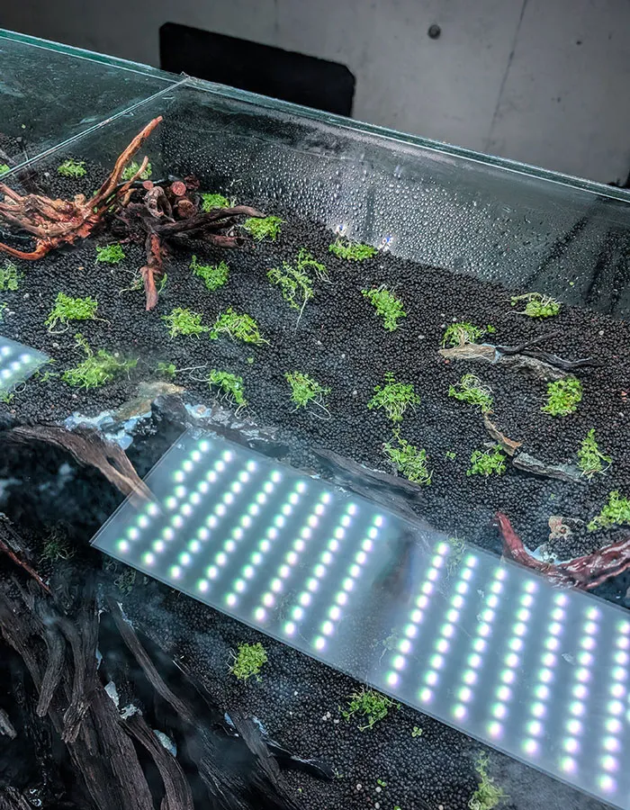 Aquascaping steps - PRIMAL BUST - IAPLC 2025 Silver Prize - Katsuki Tanaka / Japan Aquascaping steps - PRIMAL BUST - IAPLC 2025 Silver Prize - Katsuki Tanaka / Japan