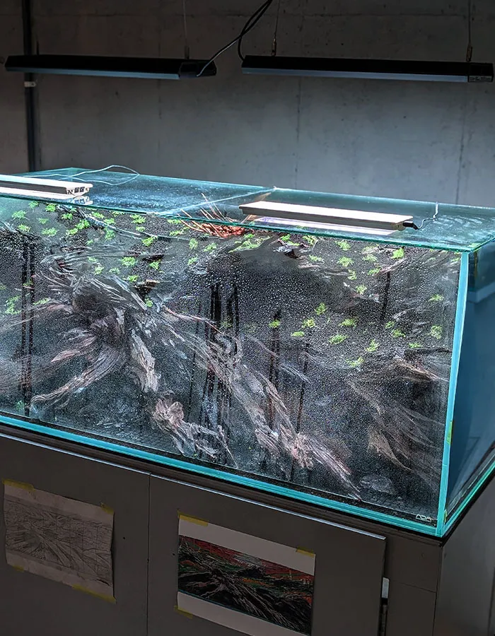 Aquascaping steps - PRIMAL BUST - IAPLC 2025 Silver Prize - Katsuki Tanaka / Japan Aquascaping steps - PRIMAL BUST - IAPLC 2025 Silver Prize - Katsuki Tanaka / Japan