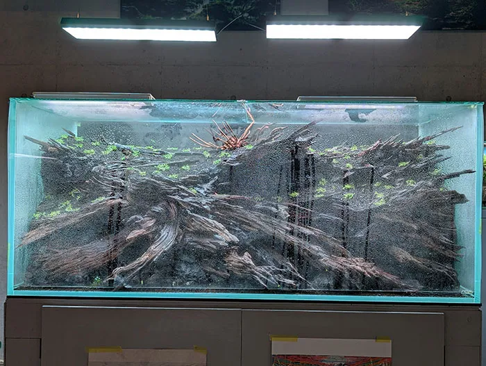 Aquascaping steps - PRIMAL BUST - IAPLC 2025 Silver Prize - Katsuki Tanaka / Japan Aquascaping steps - PRIMAL BUST - IAPLC 2025 Silver Prize - Katsuki Tanaka / Japan