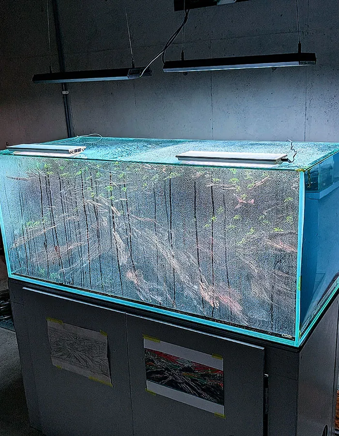 Aquascaping steps - PRIMAL BUST - IAPLC 2025 Silver Prize - Katsuki Tanaka / Japan Aquascaping steps - PRIMAL BUST - IAPLC 2025 Silver Prize - Katsuki Tanaka / Japan