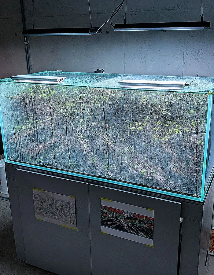Aquascaping steps - PRIMAL BUST - IAPLC 2025 Silver Prize - Katsuki Tanaka / Japan Aquascaping steps - PRIMAL BUST - IAPLC 2025 Silver Prize - Katsuki Tanaka / Japan