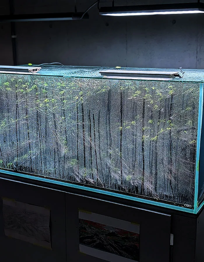 Aquascaping steps - PRIMAL BUST - IAPLC 2025 Silver Prize - Katsuki Tanaka / Japan Aquascaping steps - PRIMAL BUST - IAPLC 2025 Silver Prize - Katsuki Tanaka / Japan