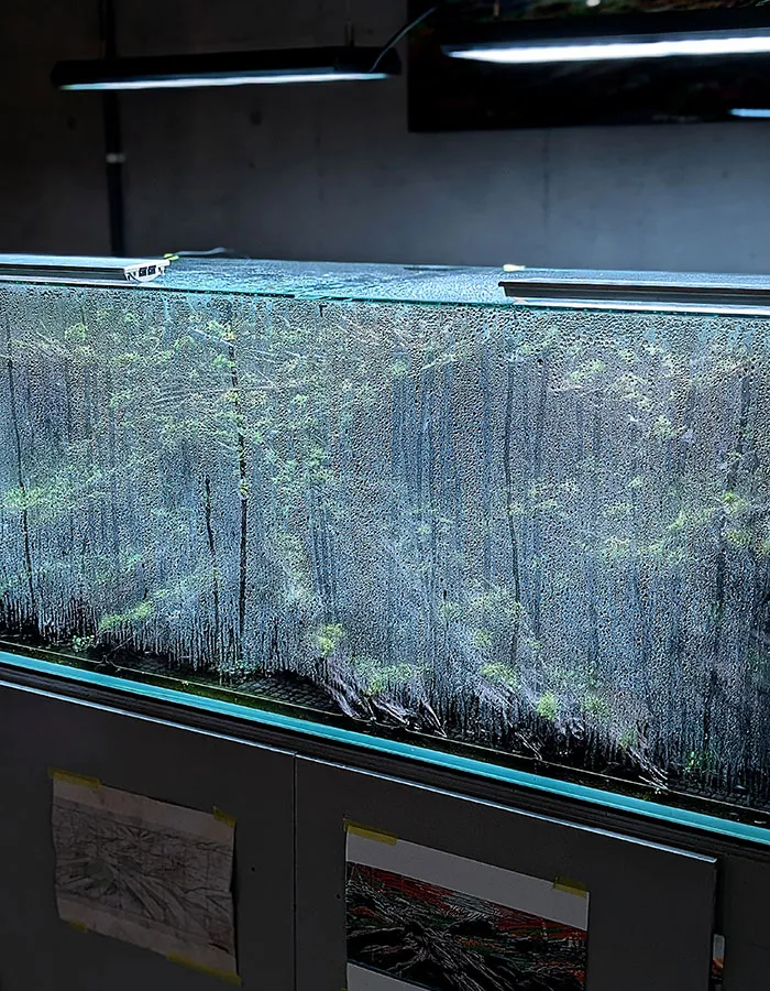 Aquascaping steps - PRIMAL BUST - IAPLC 2025 Silver Prize - Katsuki Tanaka / Japan Aquascaping steps - PRIMAL BUST - IAPLC 2025 Silver Prize - Katsuki Tanaka / Japan