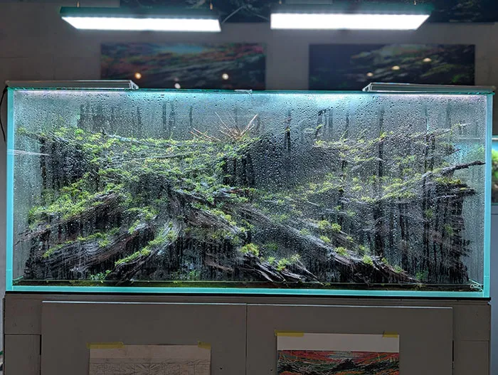 Aquascaping steps - PRIMAL BUST - IAPLC 2025 Silver Prize - Katsuki Tanaka / Japan Aquascaping steps - PRIMAL BUST - IAPLC 2025 Silver Prize - Katsuki Tanaka / Japan