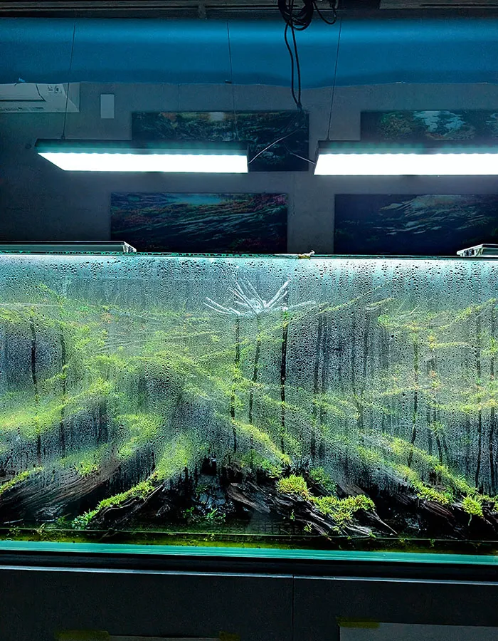 Aquascaping steps - PRIMAL BUST - IAPLC 2025 Silver Prize - Katsuki Tanaka / Japan Aquascaping steps - PRIMAL BUST - IAPLC 2025 Silver Prize - Katsuki Tanaka / Japan