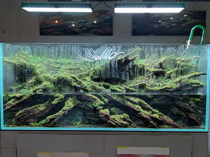 Aquascaping steps - PRIMAL BUST - IAPLC 2025 Silver Prize - Katsuki Tanaka / Japan Aquascaping steps - PRIMAL BUST - IAPLC 2025 Silver Prize - Katsuki Tanaka / Japan