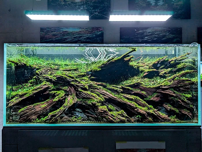 Aquascaping steps - PRIMAL BUST - IAPLC 2025 Silver Prize - Katsuki Tanaka / Japan Aquascaping steps - PRIMAL BUST - IAPLC 2025 Silver Prize - Katsuki Tanaka / Japan