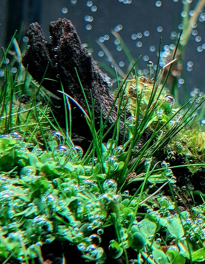 Aquascaping steps - PRIMAL BUST - IAPLC 2025 Silver Prize - Katsuki Tanaka / Japan Aquascaping steps - PRIMAL BUST - IAPLC 2025 Silver Prize - Katsuki Tanaka / Japan