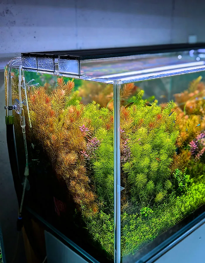 Aquascaping steps - PRIMAL BUST - IAPLC 2025 Silver Prize - Katsuki Tanaka / Japan Aquascaping steps - PRIMAL BUST - IAPLC 2025 Silver Prize - Katsuki Tanaka / Japan