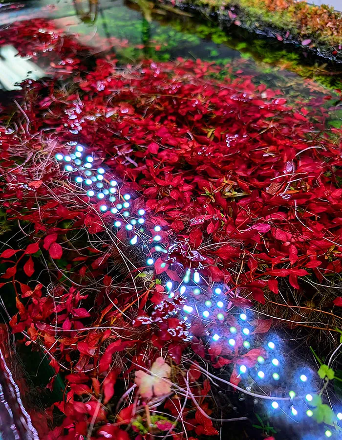 Aquascaping steps - PRIMAL BUST - IAPLC 2025 Silver Prize - Katsuki Tanaka / Japan Aquascaping steps - PRIMAL BUST - IAPLC 2025 Silver Prize - Katsuki Tanaka / Japan